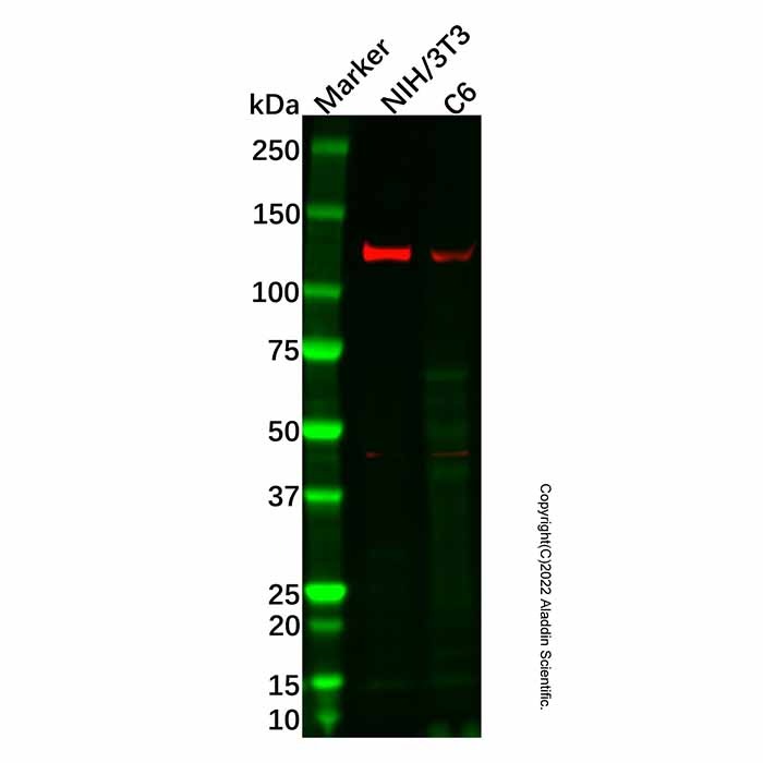 Recombinant JAK2 Antibody