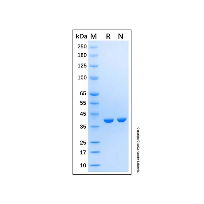 Recombinant Human UPD Protein