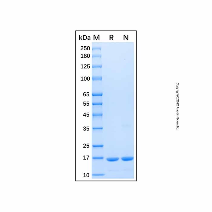 Recombinant Human A2LD1 Protein