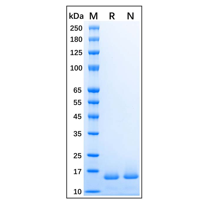 Recombinant Human Histone H2B Protein