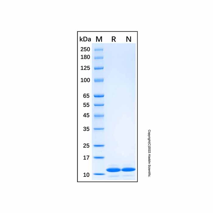 Recombinant Human PTH Protein