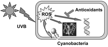 Graphical abstract: Reactive oxygen species and UV-B: effect on cyanobacteria