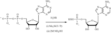 Graphical abstract: Reaction of ADP with amino acid methyl esters mediated by trimethylsilyl chloride