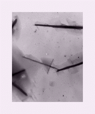 Graphical abstract: First crystallographic signature of an acyclic peptide nanorod: molecular mechanism of nanorod formation by a self-assembled tetrapeptide