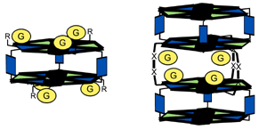 Graphical abstract: Complexation of phenolic guests by endo- and exo-hydrogen-bonded receptors