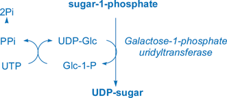 Graphical abstract: Flexible enzymatic and chemo-enzymatic approaches to a broad range of uridine-diphospho-sugars