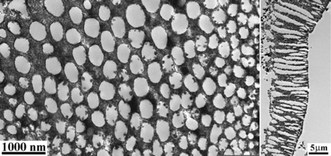 Graphical abstract: Thermally stable macroporous zirconium phosphates with supermicroporous walls: a self-formation phenomenon of hierarchy