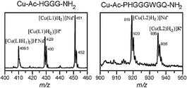 Graphical abstract: A re-investigation of copper coordination in the octa-repeats region of the prion protein
