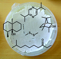 Graphical abstract: Bacterial volatiles: the smell of small organisms
