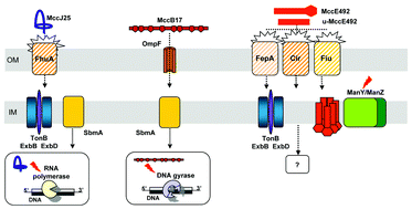 Graphical abstract: Microcins, gene-encoded antibacterial peptides from enterobacteria