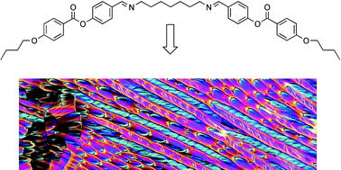 Graphical abstract: Intercalated liquid-crystalline phases formed by symmetric dimers with an α,ω-diiminoalkylene spacer
