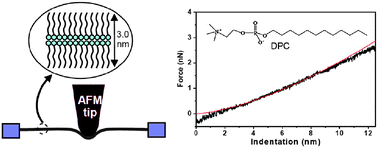 Graphical abstract: Nanomechanical properties of reversed surfactant bilayers formed in micrometre-sized holes