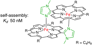 Graphical abstract: Simple dimer containing dissociatively stable mono-imidazole ligated ferrohemes