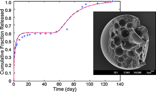 Graphical abstract: A simple model framework for the prediction of controlled release from bulk eroding polymer matrices