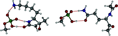 Graphical abstract: Anion transport properties of amine and amide-sidechained peptides are affected by charge and phospholipid composition