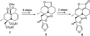 Graphical abstract: Total syntheses of (±)-montanin A and (±)-teuscorolide