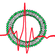 Graphical abstract: Electron spin resonance spectroscopy in drug delivery