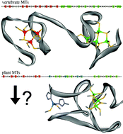 Graphical abstract: Plant MTs—long neglected members of the metallothionein superfamily
