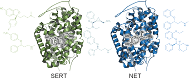Graphical abstract: Recent advances in the understanding of the interaction of antidepressant drugs with serotonin and norepinephrine transporters