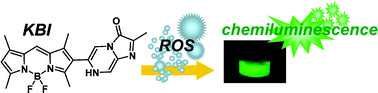 Graphical abstract: A novel luciferin-based bright chemiluminescent probe for the detection of reactive oxygen species