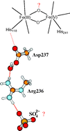 Graphical abstract: DFT calculations of comparative energetics and ENDOR/Mössbauer properties for two protonation states of the iron dimer cluster of ribonucleotide reductase intermediate X
