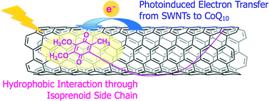 Graphical abstract: Solubilization and photoinduced electron transfer of single-walled carbon nanotubes wrapped with coenzyme Q10