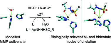 Graphical abstract: In silico study of MMP inhibition