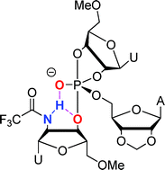 Graphical abstract: Phosphorane intermediate vs. leaving group stabilization by intramolecular hydrogen bonding in the cleavage of trinucleoside monophosphates: implications for understanding catalysis by the large ribozymes