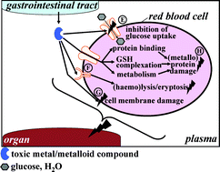 Graphical abstract: Probing bioinorganic chemistry processes in the bloodstream to gain new insights into the origin of human diseases