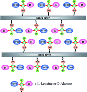 Graphical abstract: Chiral layered molecular spaces with amino acids
