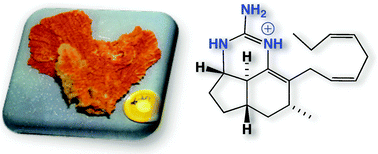 Graphical abstract: Mirabilins revisited: polyketide alkaloids from a southern Australian marine sponge, Clathria sp.
