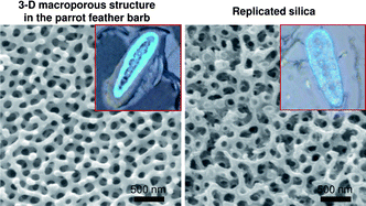 Graphical abstract: Macroporous oxide structures with short-range order and bright structural coloration: a replication from parrot feather barbs
