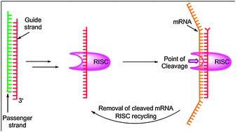 Graphical abstract: RNA interference: a chemist's perspective