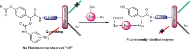 Graphical abstract: Fluorescence quenched quinone methide based activity probes – a cautionary tale