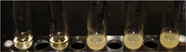 Graphical abstract: The effects of tryptophan and hydrophobicity on the structure and bioactivity of novel indolicidin derivatives with promising pharmaceutical potential