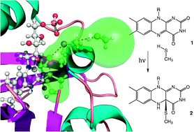 Graphical abstract: Photoreaction of mutated LOV photoreceptor domains from Chlamydomonas reinhardtii with aliphatic mercaptans: implications for the mechanism of wild type LOV