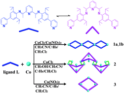 Graphical abstract: Solvent-directed conformational variation of Co(ii)/(iii) complexes with a diiminopyridine ligand