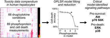 Graphical abstract: Cytokine-associated drug toxicity in human hepatocytes is associated with signaling network dysregulation