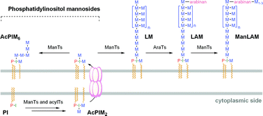 Graphical abstract: Chemical approaches for the study of the mycobacterial glycolipids phosphatidylinositol mannosides, lipomannan and lipoarabinomannan