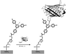 Graphical abstract: Pyrylium monolayers as amino-reactive platform