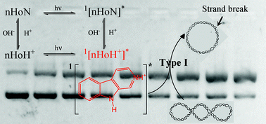 Graphical abstract: Photosensitized cleavage of plasmidic DNA by norharmane, a naturally occurring β-carboline