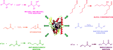 Graphical abstract: Hydrolases: catalytically promiscuous enzymes for non-conventional reactions in organic synthesis