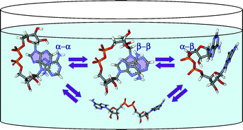 Graphical abstract: What is the conformation of physiologically-active dinucleoside polyphosphates in solution? Conformational analysis of free dinucleoside polyphosphates by NMR and molecular dynamics simulations