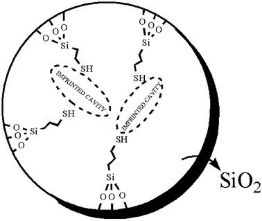 Graphical abstract: Preparation of a molecularly imprinted polymer using TMB as a dummy template and its application as SPE sorbent for determination of six PBBs in water and fish samples