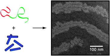 Graphical abstract: Co-assembly of block copolymers and nanorods in ultrathin films: effects of copolymer size and nanorod filling fraction