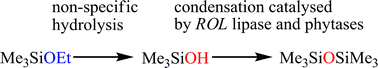Graphical abstract: Enzyme mediated silicon–oxygen bond formation; the use of Rhizopus oryzae lipase, lysozyme and phytase under mild conditions