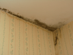 Graphical abstract: Airborne enzyme measurements to detect indoor mould exposure