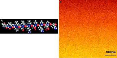 Graphical abstract: Release of hydrophobic anticancer drug from a newly designed self-assembling peptide