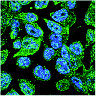 Graphical abstract: Detection of a secreted metalloprotease within the nuclei of liver cells