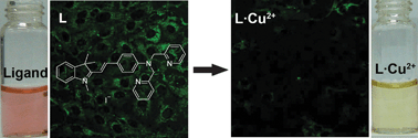 Graphical abstract: A colorimetric and fluorescent chemosensor for copper ions in aqueous media and its application in living cells